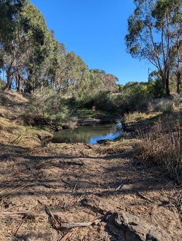 MW – GWW Pre-watering pic