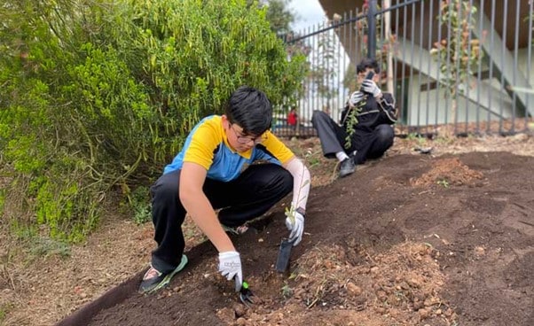 Students planting tree shrubs provided under the More Trees for a Cooler Greener West program in the school garden.